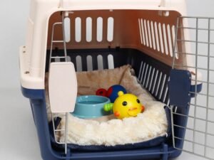 حاملة قطط مجهزة بشكل صحيح للنقل مع مندوب توصيل قطط